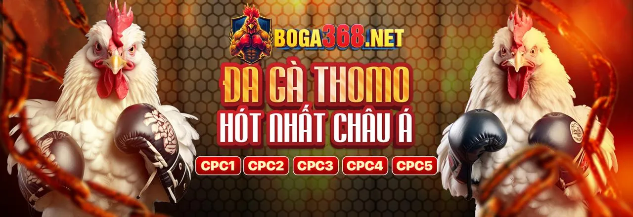 Đá gà trực tuyến 100win33 với hình ảnh chiến kê dũng mãnh trong sàn đấu